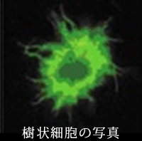 樹状細胞の写真